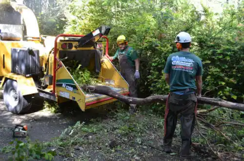 tree services North Bay Village